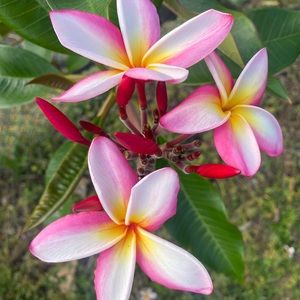 Plumeria cuttings
